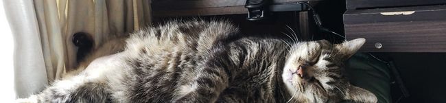 猫犬派's header image