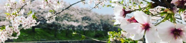 たそがれとら子's header image