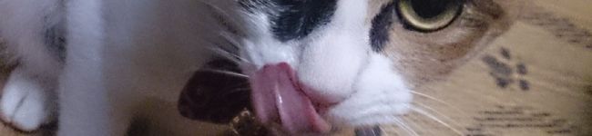 小毬のママ's header image