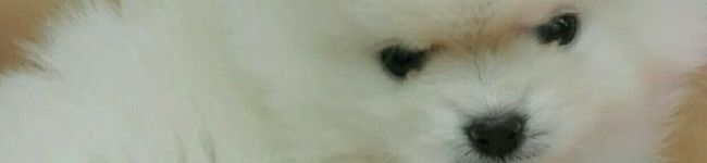 クックZOXF95☆'s header image