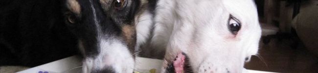 ウィッツ's header image