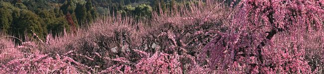 nukajiji's header image