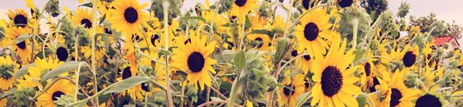 pipipipi53's header image