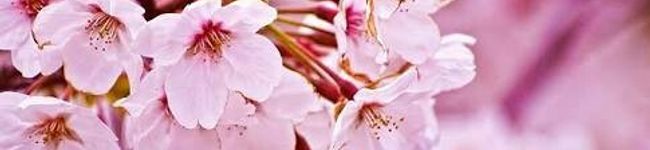 mayurina♥'s header image