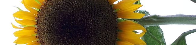 はろーぷーさん's header image