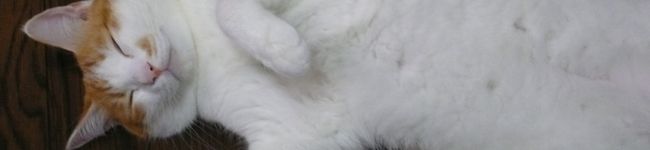 ねずっこ's header image