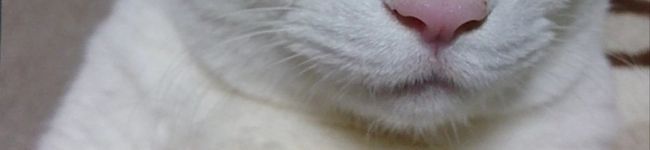 ねこのネオ丸's header image