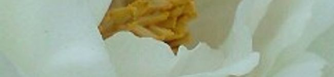 kazue17's header image