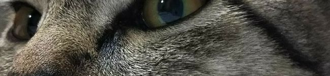 動物優先's header image