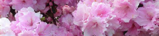 yuu-peace's header image