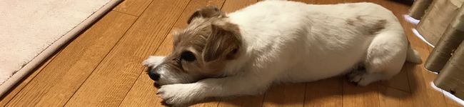猪木の単身赴任メシ's header image