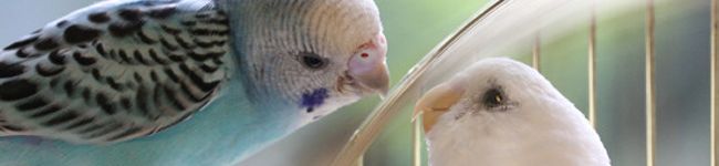 ★ＭＡＫＩＫＯ's header image
