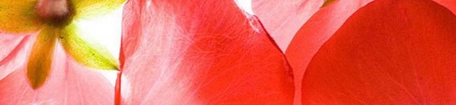miko350's header image