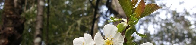 KaNaO8's header image