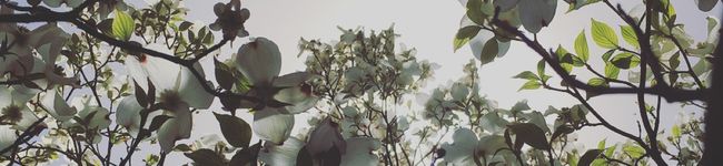 olivemeeko's header image