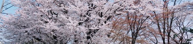 ちーはみ✩'s header image