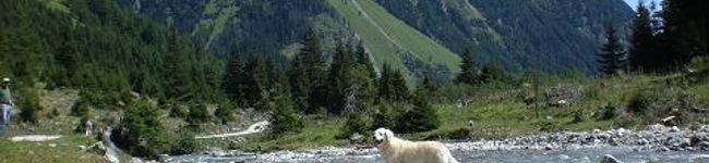 Schatzi's header image