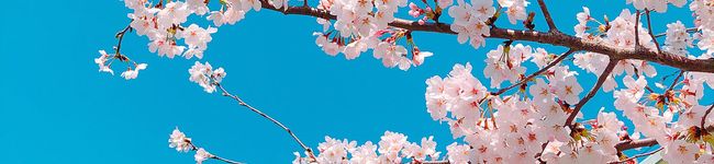 いもすたじお's header image