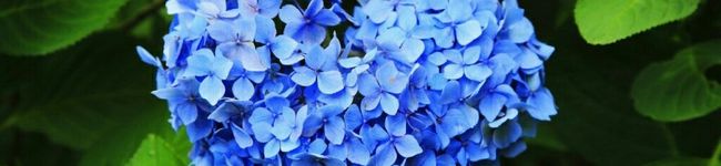 amaharu☆'s header image