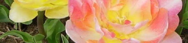 リリピィ's header image