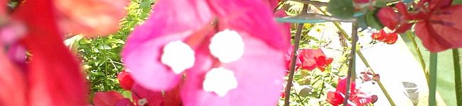 ひょんに's header image