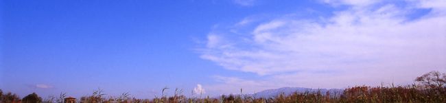 ピノコ太郎's header image