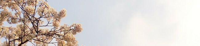 翠のウサギ's header image