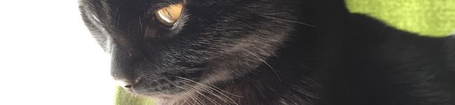 ぷーたろママ's header image