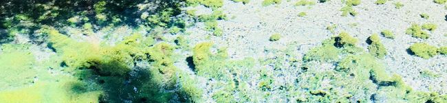 ecco☆cook's header image