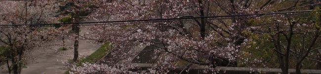 サトガキ's header image