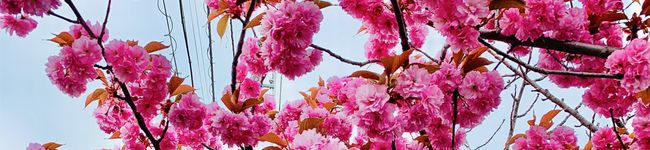 Nobuukko's header image
