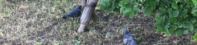 たべざかりハラ美's header image
