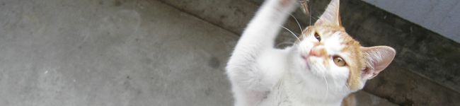 どぐうちゃん's header image