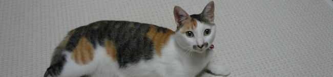 くちやす's header image