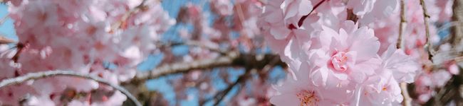 たかぽんクック☆'s header image