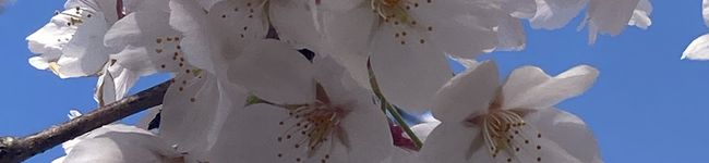 ねこクマパンダ's header image