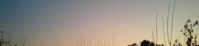 そーにゃママ's header image