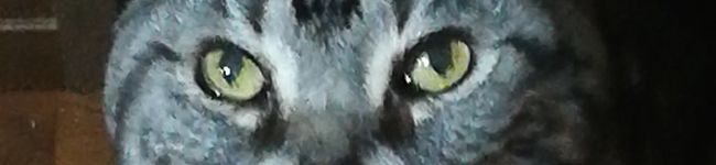 吟丸ですが's header image