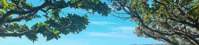 Lily2018's header image