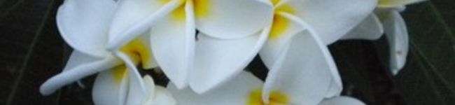 emily-love's header image