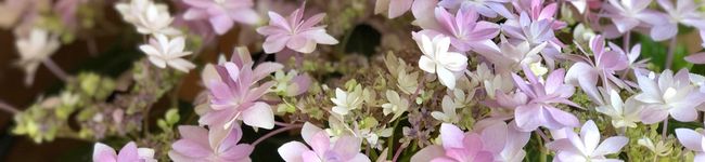 Jerryママ's header image