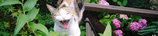 ryoko.i's header image