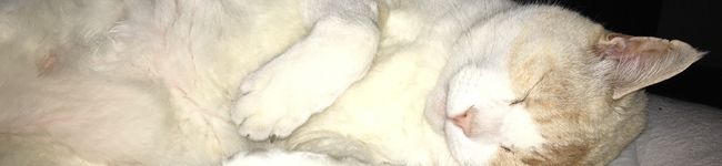 RyukoWI's header image