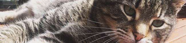 goomer's header image
