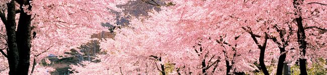 のんみどり's header image