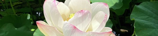 今日もしつこいママ's header image