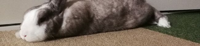 appo！'s header image