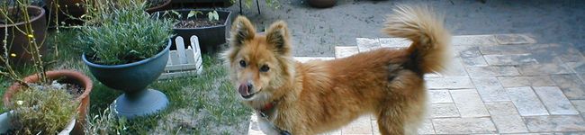 ちゃお♪'s header image