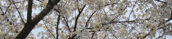 塩チョコ's header image