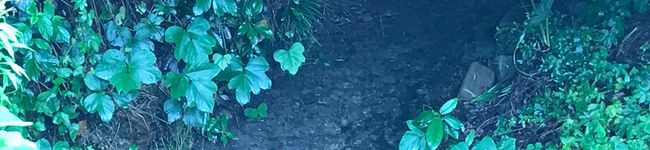 息子３人のパパちゃん's header image